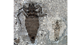Prehistoric Fleas Would Probably Eat Your Dog If They Still Existed